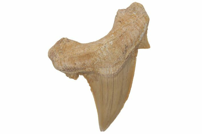 Fossil Shark Tooth (Otodus) - Morocco #211893